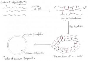 Formation des billes d'alginate